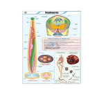Hookworm Chart